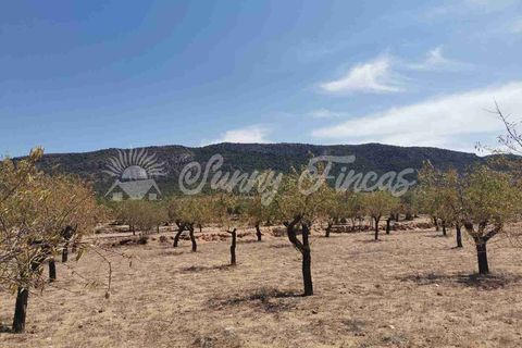 Terra a Biar, Alicante, Biar - € 49.995 | Ref: SF0427 - foto 5